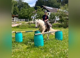 Quarter Pony, Stute, 3 Jahre, 147 cm, Schecke