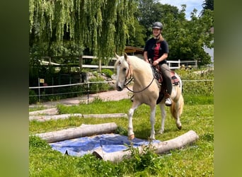 Quarter Pony, Stute, 3 Jahre, 147 cm, Schecke