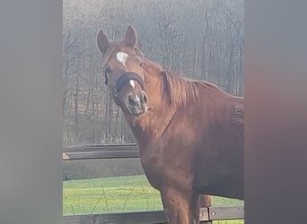 Quarter Pony Mix, Stute, 3 Jahre, 152 cm, Fuchs