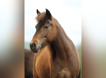 Quarter Pony, Stute, 4 Jahre, 125 cm, Brauner Quarter Pony, Stute, 4 Jahre, 125 cm, Brauner