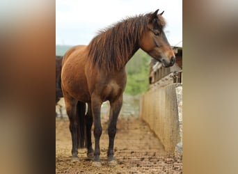 Quarter Pony, Stute, 4 Jahre, 125 cm, Brauner Quarter Pony, Stute, 4 Jahre, 125 cm, Brauner