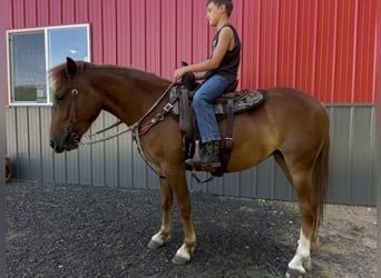 Quarter Pony, Stute, 4 Jahre, 135 cm, Fuchs
