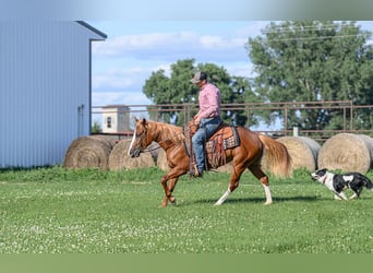 Quarter Pony Mix, Stute, 4 Jahre, 137 cm, Rotfuchs