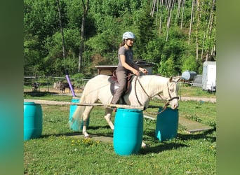 Quarter Pony, Stute, 4 Jahre, 142 cm, Champagne