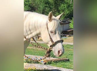 Quarter Pony, Stute, 4 Jahre, 142 cm, Champagne