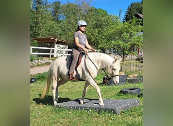 Quarter Pony, Stute, 4 Jahre, 142 cm, Champagne