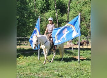 Quarter Pony, Stute, 4 Jahre, 142 cm, Champagne