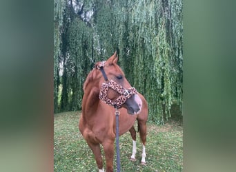 Quarter Pony, Stute, 4 Jahre, 148 cm, Fuchs