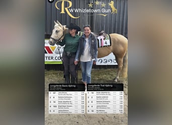 Quarter Pony, Stute, 4 Jahre, 148 cm, Palomino