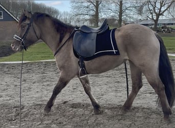 Quarter Pony Mix, Stute, 4 Jahre, 150 cm, Champagne