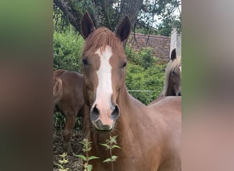 Quarter Pony, Stute, 4 Jahre, 153 cm, Fuchs