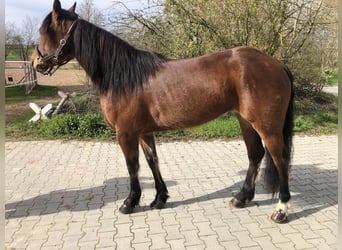 Quarter Pony, Stute, 4 Jahre, 155 cm, Brauner