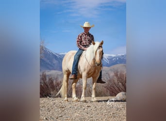 Quarter Pony, Stute, 4 Jahre, Palomino