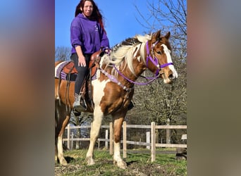 Quarter Pony, Stute, 4 Jahre, Schecke