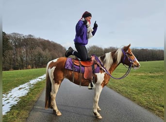 Quarter Pony, Stute, 4 Jahre, Schecke