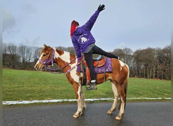 Quarter Pony, Stute, 4 Jahre, Schecke