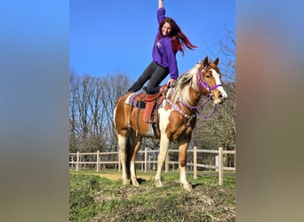 Quarter Pony, Stute, 4 Jahre, Schecke