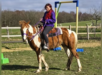 Quarter Pony, Stute, 4 Jahre, Schecke