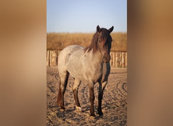 Quarter Pony Mix, Stute, 5 Jahre, 122 cm, Roan-Blue