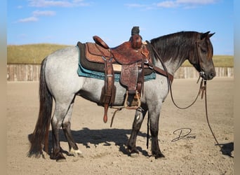 Quarter Pony Mix, Stute, 5 Jahre, 122 cm, Roan-Blue