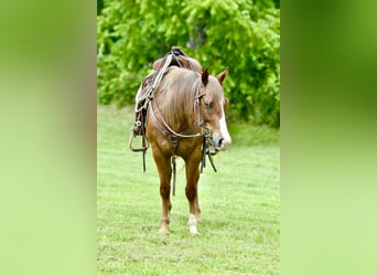 Quarter Pony, Stute, 5 Jahre, 137 cm, Rotfuchs