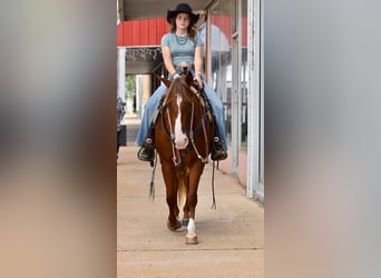 Quarter Pony, Stute, 5 Jahre, 137 cm, Rotfuchs