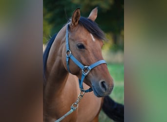 Quarter Pony, Stute, 5 Jahre, 145 cm, Falbe