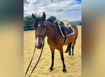 Quarter Pony Mix, Stute, 5 Jahre, 146 cm, Brauner