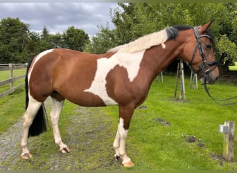 Quarter Pony, Stute, 5 Jahre, 153 cm, Tobiano-alle-Farben