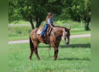 Quarter Pony, Stute, 5 Jahre, Buckskin