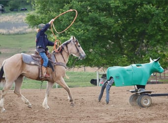 Quarter Pony, Stute, 5 Jahre, Buckskin