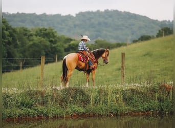 Quarter Pony, Stute, 5 Jahre, Buckskin