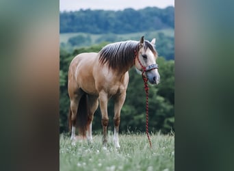 Quarter Pony, Stute, 5 Jahre, Buckskin