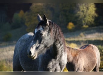 Quarter Pony, Stute, 6 Jahre, 147 cm