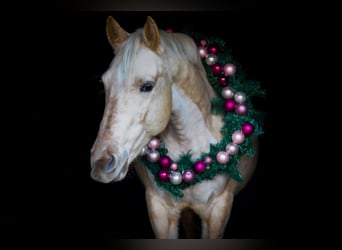 Quarter Pony Mix, Stute, 6 Jahre, 153 cm, Palomino