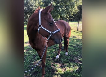 Quarter Pony kaufen und verkaufen | Pferdemarkt ehorses.de