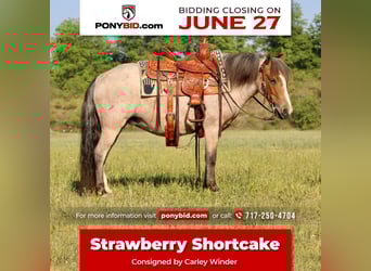 Quarter Pony, Stute, 6 Jahre, Roan-Red