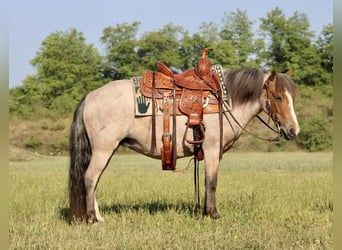 Quarter Pony, Stute, 6 Jahre, Roan-Red