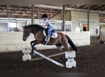 Quarter Pony, Stute, 6 Jahre, Rotbrauner