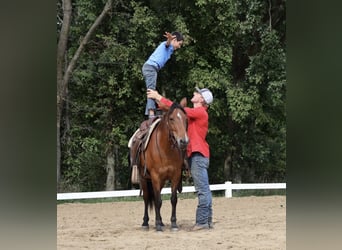 Quarter Pony, Stute, 6 Jahre, Rotbrauner