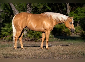 Quarter Pony, Stute, 7 Jahre, 137 cm, Palomino