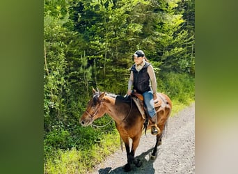 Quarter Pony, Stute, 7 Jahre, 150 cm, Brauner