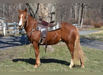 Quarter Pony, Stute, 7 Jahre, 152 cm