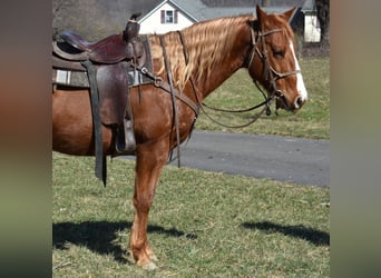 Quarter Pony, Stute, 7 Jahre, 152 cm