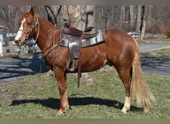 Quarter Pony, Stute, 7 Jahre, 152 cm