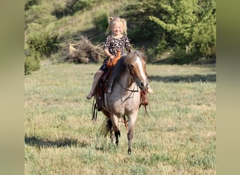 Quarter Pony, Stute, 7 Jahre, Roan-Red