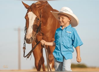 Quarter Pony, Stute, 8 Jahre, 127 cm, Rotfuchs