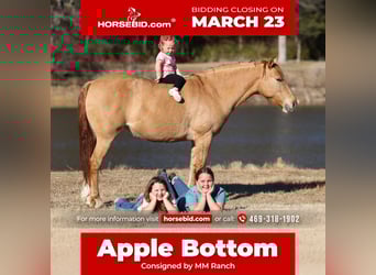 Quarter Pony, Stute, 8 Jahre, 132 cm, Red Dun