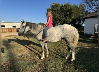 Quarter Pony, Stute, 8 Jahre, 137 cm, Schimmel