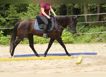 Quarter Pony, Stute, 8 Jahre, 148 cm, Brauner